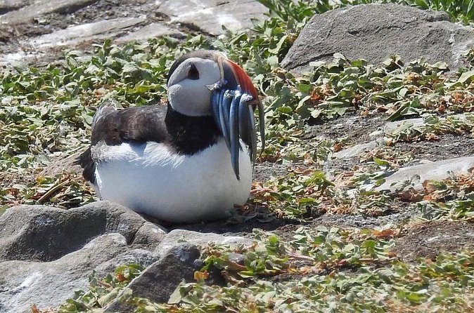 Seabird & Seal Farne Islands Cruise. 1.5 hours long. Departing from Seahouses. - Should you book this Farne Islands cruise from Seahouses?
