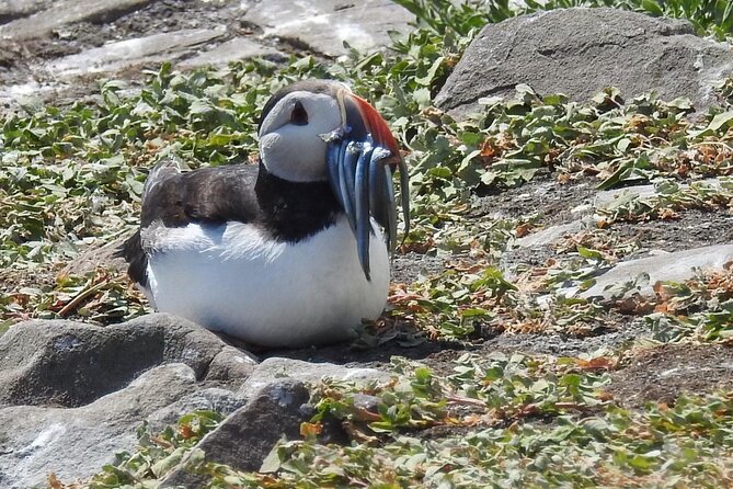 Seabird & Seal Farne Islands Cruise. 1.5 hours long. Departing from Seahouses. - Resident seabirds and grey seals: the wildlife watching rhythm