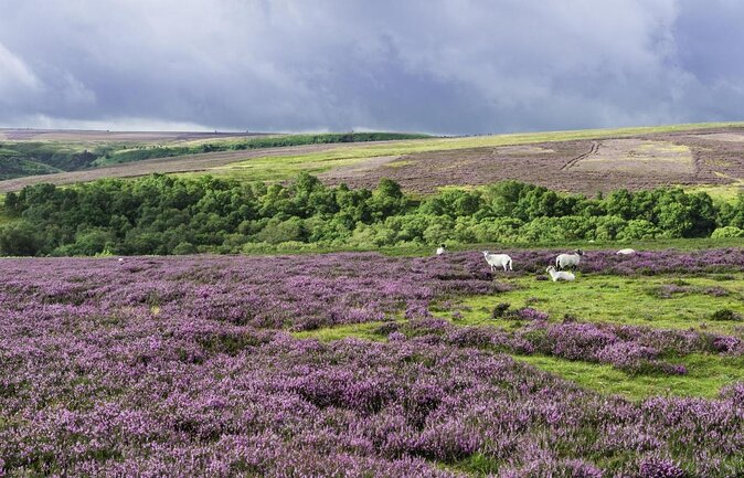 Steam Trains, Whitby, and the North York Moors Full-Day Tour from York - Whitby Harbour: 2 hours to taste the coast (and the stories)