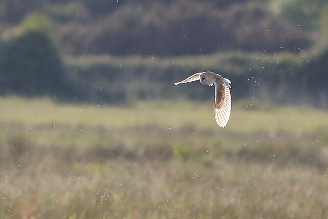 Sussex Birdwatching Private Guided Day Tour - Key Points You’ll Care About