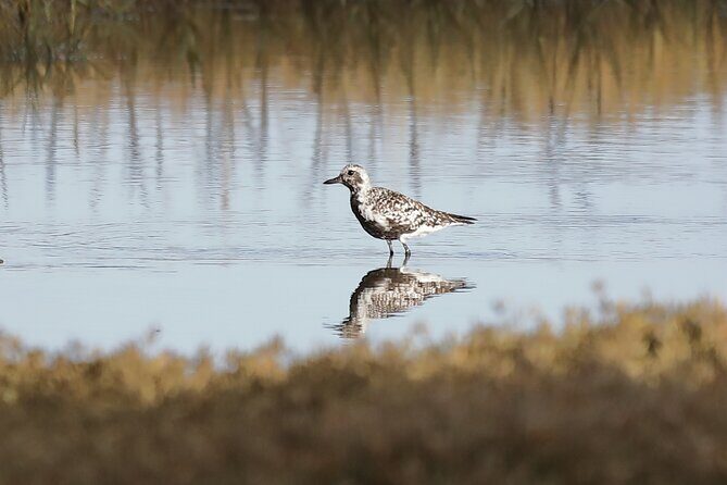 Sussex Birdwatching Private Guided Day Tour - Pagham Harbour Local Nature Reserve: Waders, Wildfowl, Terns, and Sea-Edge Watching
