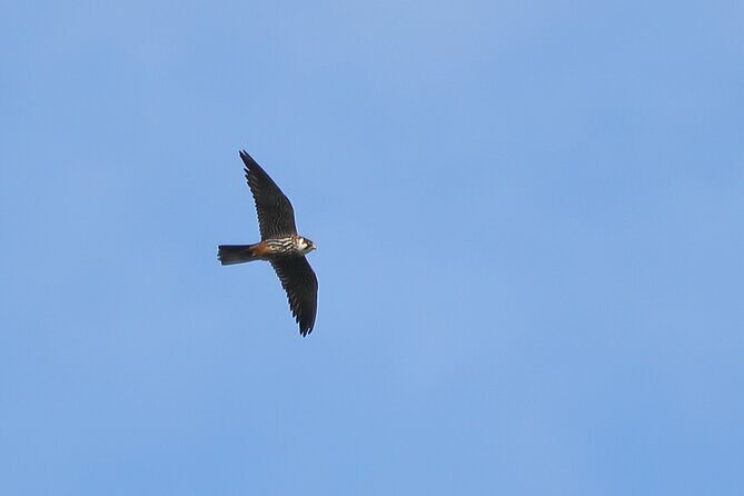 Sussex Birdwatching Private Guided Day Tour - The Real Secret Sauce: How Guides Like Atticus and David Improve Your Day