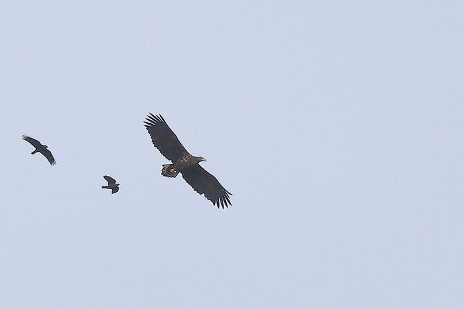 Sussex Birdwatching Private Guided Day Tour - Timing, Weather, and What You Should Plan for