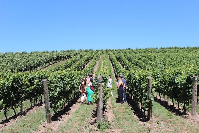 Sussex Vineyard & Winery Bus Tour on Iconic Vintage London Bus - Who This Sussex Wine Bus Tour Is Best For