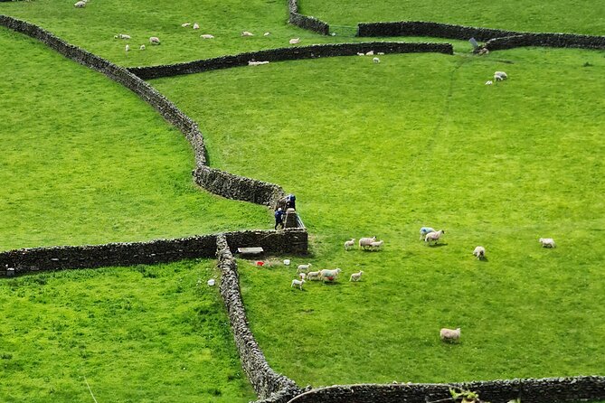 The Yorkshire Dales of All Creatures Great & Small - Pickup in York at 8:30 and a Day That Moves with Purpose