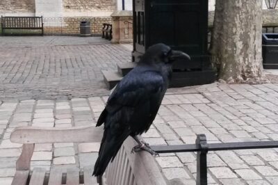 Tower of London and Tower Bridge Private Tour - Crown Jewels and the White Tower: What to Watch for When You’re Short on Time