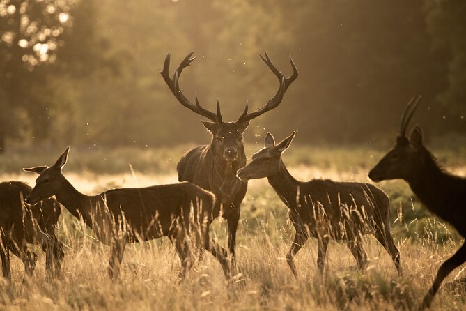 Wildlife Photography Workshop in Richmond Park in London - Key things to know before you go