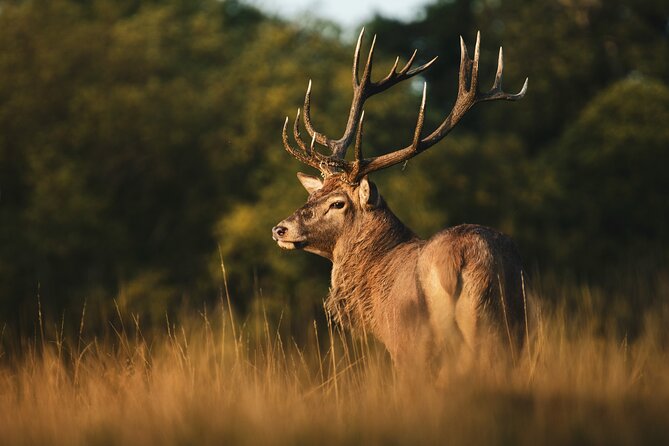 Wildlife Photography Workshop in Richmond Park in London - Richmond Park wildlife photo workshop: why this feels like a smart London escape