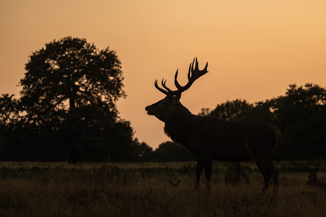 Wildlife Photography Workshop in Richmond Park in London - Evening light and bird settings: when the technical help pays off
