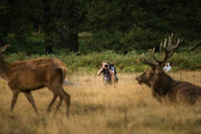 Wildlife Photography Workshop in Richmond Park in London - The 3-hour rhythm: how the session likely plays out