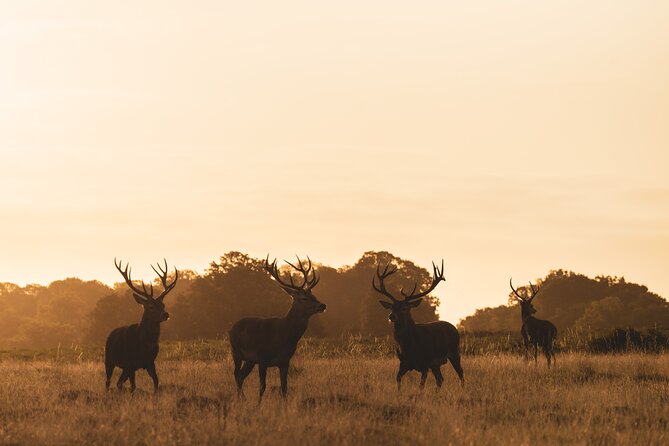 Wildlife Photography Workshop in Richmond Park in London - How the guide teaches: composition plus a proactive mindset