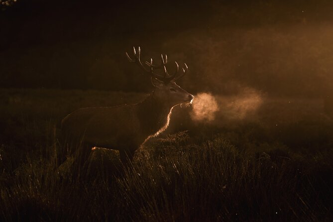 Wildlife Photography Workshop in Richmond Park in London - Logistics that actually affect your photos (and your sanity)