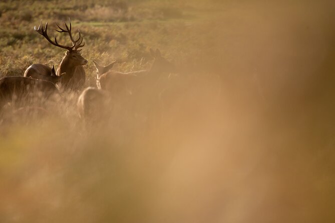 Wildlife Photography Workshop in Richmond Park in London - Price and value: is $161.56 worth it?