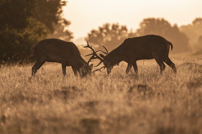 Wildlife Photography Workshop in Richmond Park in London - Who this workshop is best for