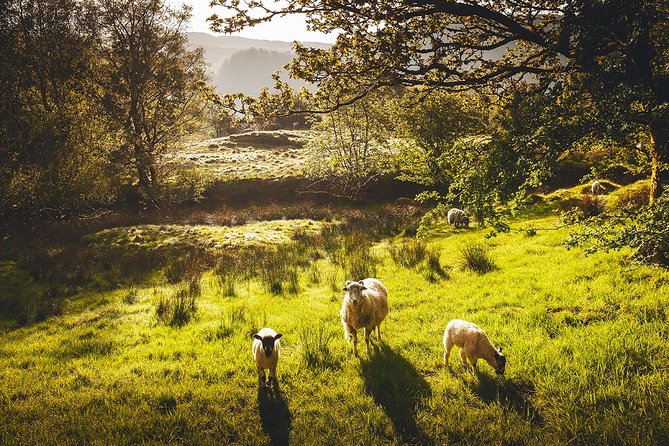 Windermere & Lake District Tour from Manchester Including Cruise - Getting from Manchester: the 8:30am mini-coach rhythm