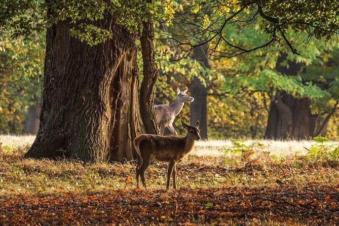Windsor Day Trip from London with a Local: Private & 100% Personalized - Price and logistics: does $553.95 per person make sense?