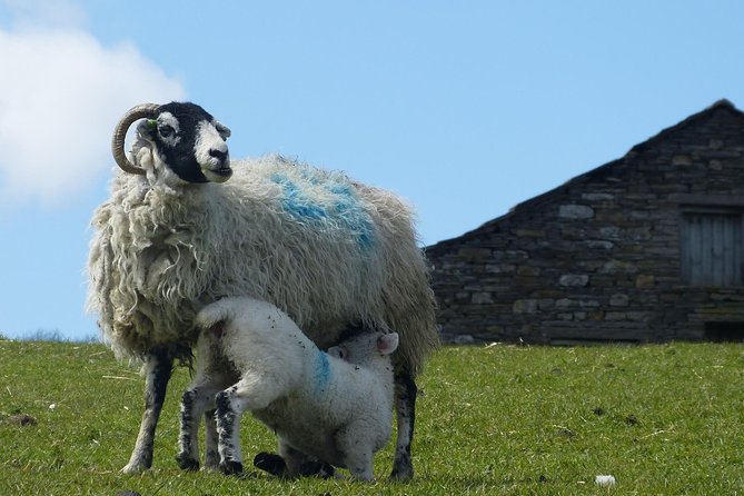 Yorkshire Dales Day Trip from York - Photo stops through the River Wharfe villages