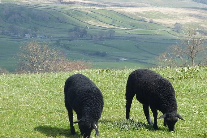 Yorkshire Dales Day Trip from York - Passing through Nidderdale and the open countryside feel